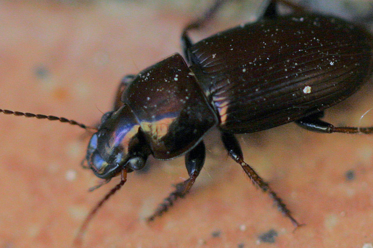 Carabidae: Harpalus distinguendus